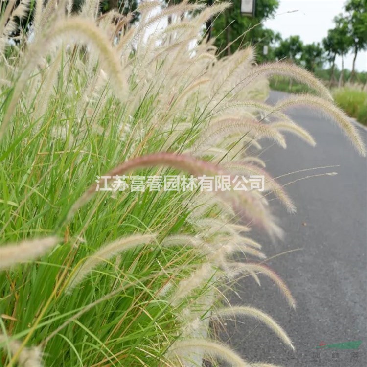 供應(yīng)白穗狼尾草 庭院小區(qū)觀賞植物 城市道路植物 價格美麗 量大從優(yōu) 歡迎選購