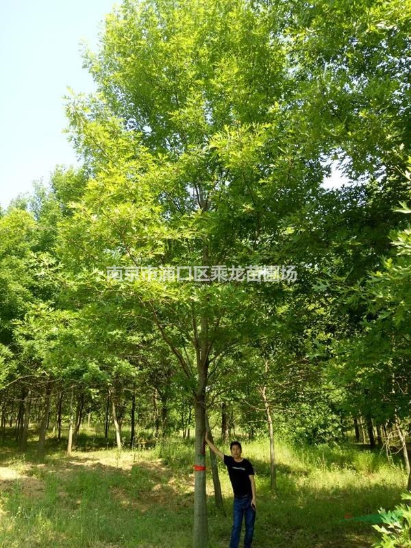 26公分北美紅櫟價(jià)格_26公分北美紅櫟基地市場(chǎng)報(bào)價(jià)