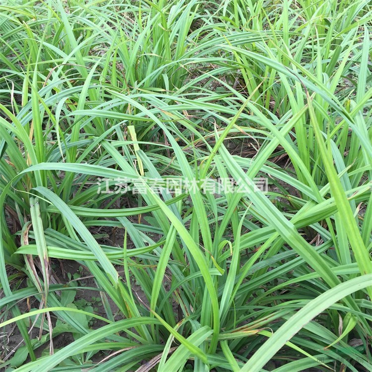 大葉苔草 庭院小區(qū)觀賞花卉 園林工程苗 綠化工程苗 價格美麗 歡迎選購