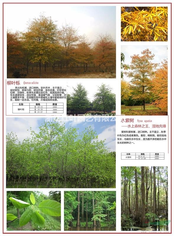 出售柳葉櫟大規(guī)格18-28cm，有量