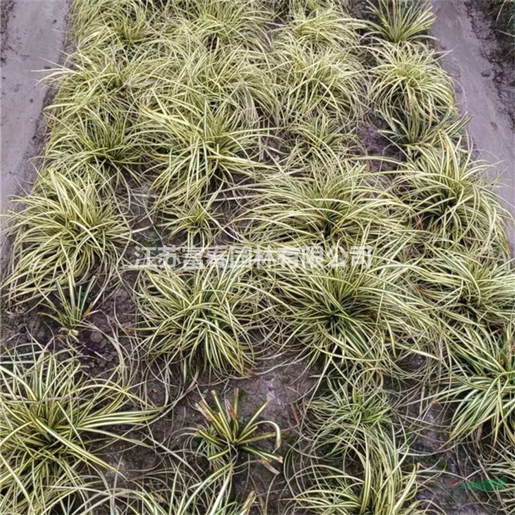 出售金葉苔草園林觀賞綠植 工程苗 庭院露地苗木四季種植 適應(yīng)性強