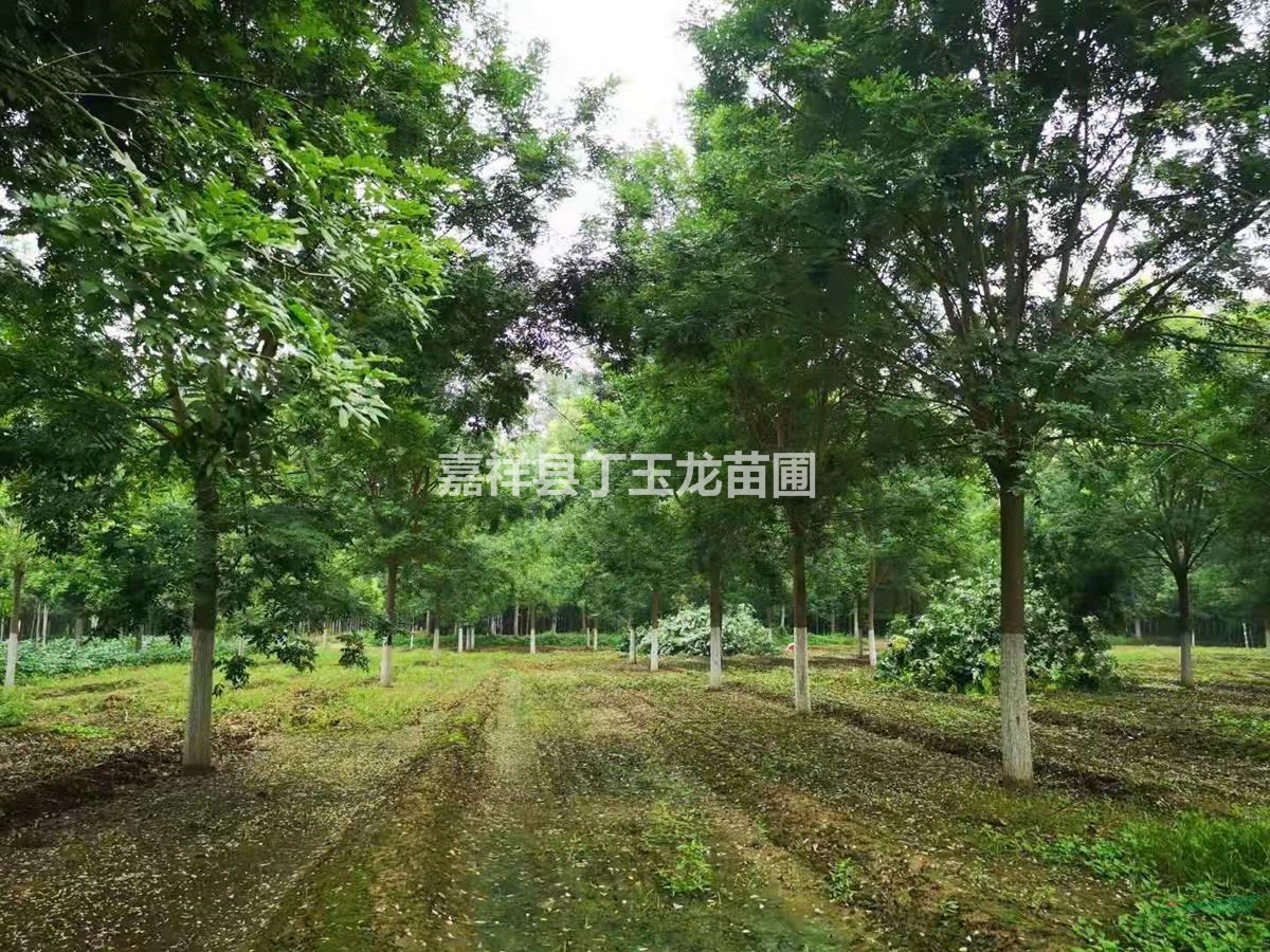 國槐樹15-18-20公分來電咨詢洽談合作