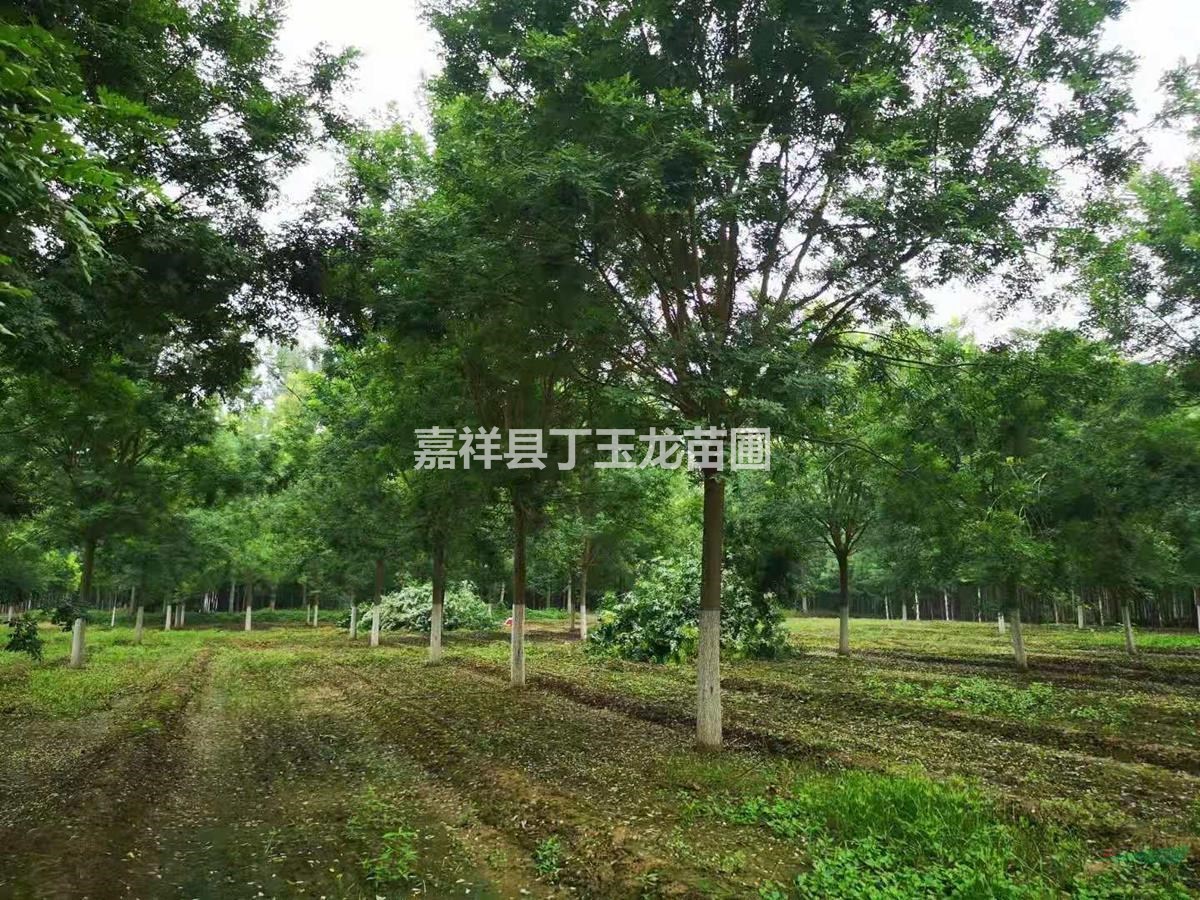 國槐樹15-18-20公分來電咨詢洽談合作