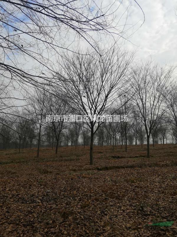 15公分紅櫸_基地15公分紅櫸價(jià)格多少錢