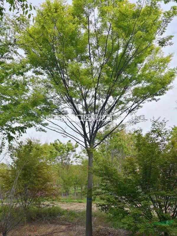 15公分紅櫸_基地15公分紅櫸價(jià)格多少錢