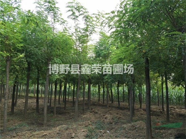8公分刺槐現(xiàn)貨銷售