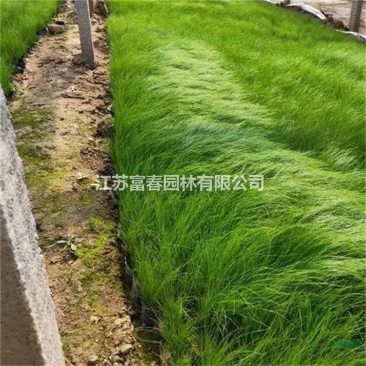 基地長期供應(yīng)墨西哥羽毛草  大小杯苗 盆苗 園林綠化工程苗 四季常綠