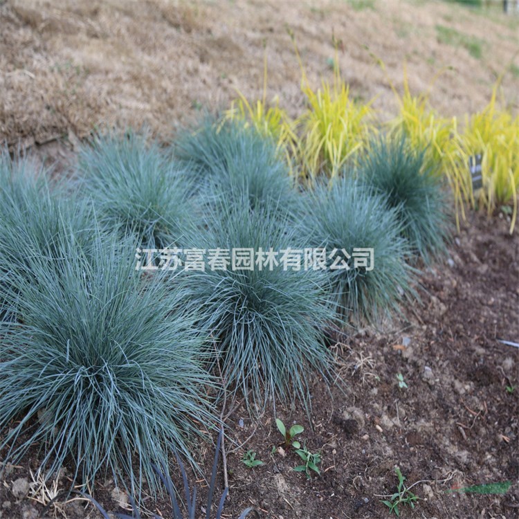 長期出售藍羊茅大小杯苗 盆苗 美植袋苗 園林工程綠化苗 宿根植物