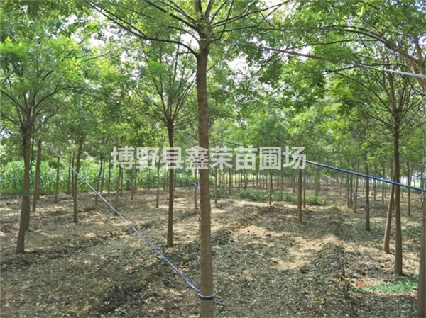 6公分國(guó)槐多少錢一顆