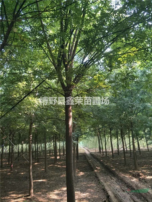 16公分國槐多少錢