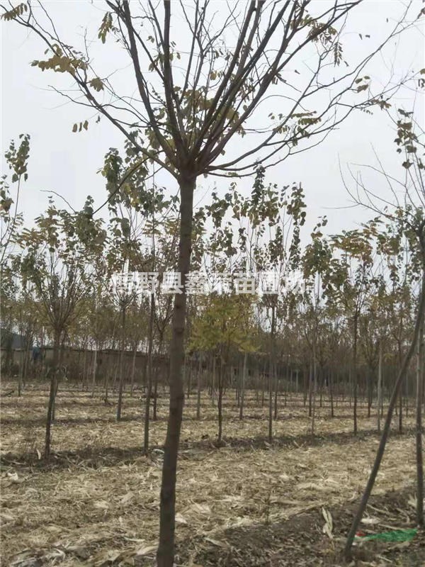 15公分紅花槐報(bào)價(jià)