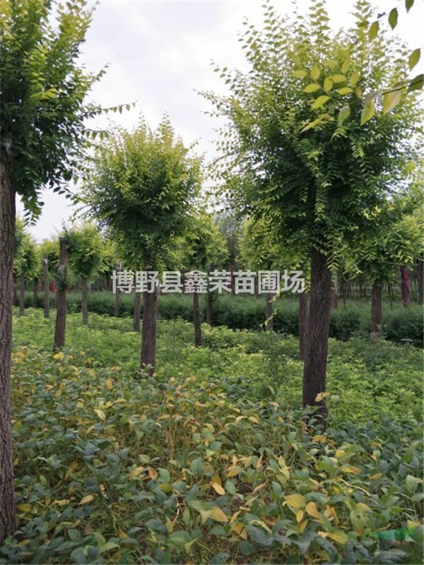 12公分金葉榆大型苗木基地