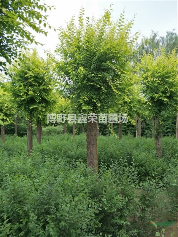 5公分金葉榆基地