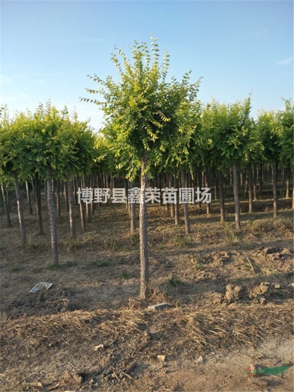 4公分金葉榆產(chǎn)地報價表