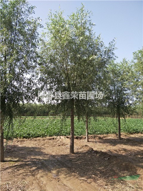 13公分速生柳什么價(jià)格