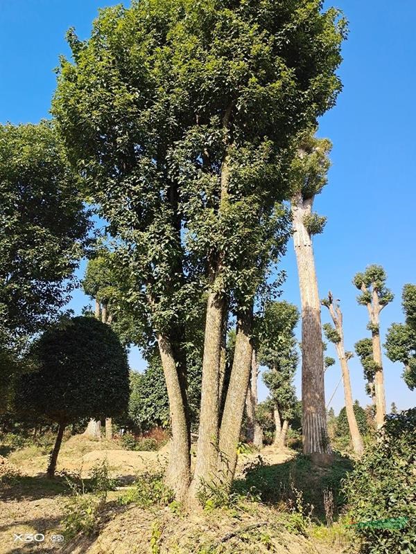 湖北供应各种规格齐全的香樟树10－25公分。