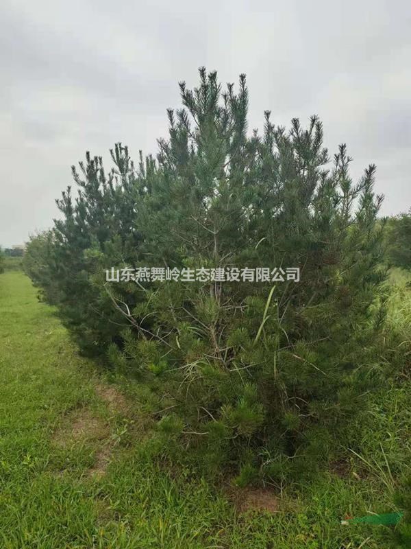 山東白皮松基地各種規(guī)格