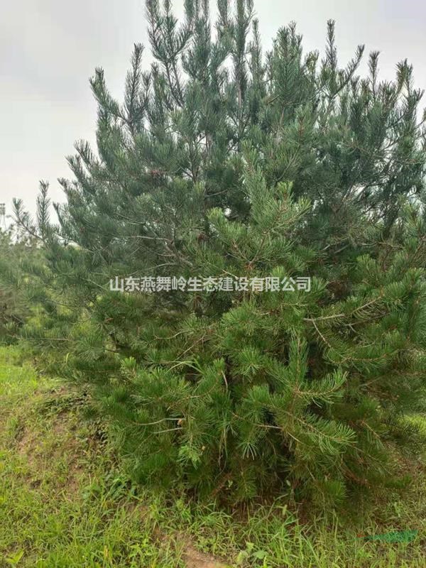 山東白皮松基地各種規(guī)格