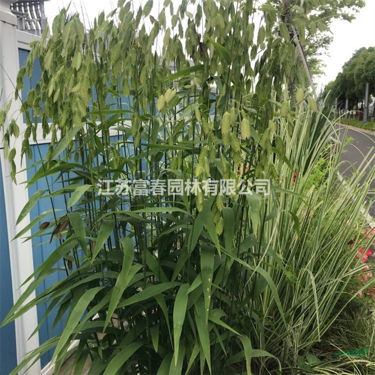 基地批發(fā)小盼草 大小杯苗 盆苗 美植袋苗 庭院小區(qū)觀賞植物 工程綠化苗