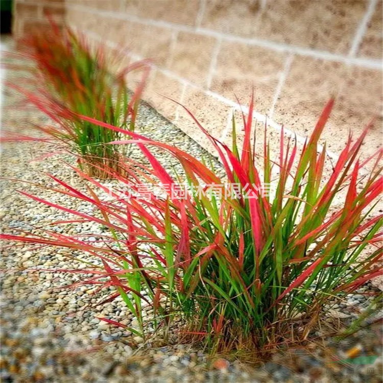 供應血草 大小杯苗 盆苗 美植袋苗 宿根植物 園林觀賞草 庭院小區(qū)綠植