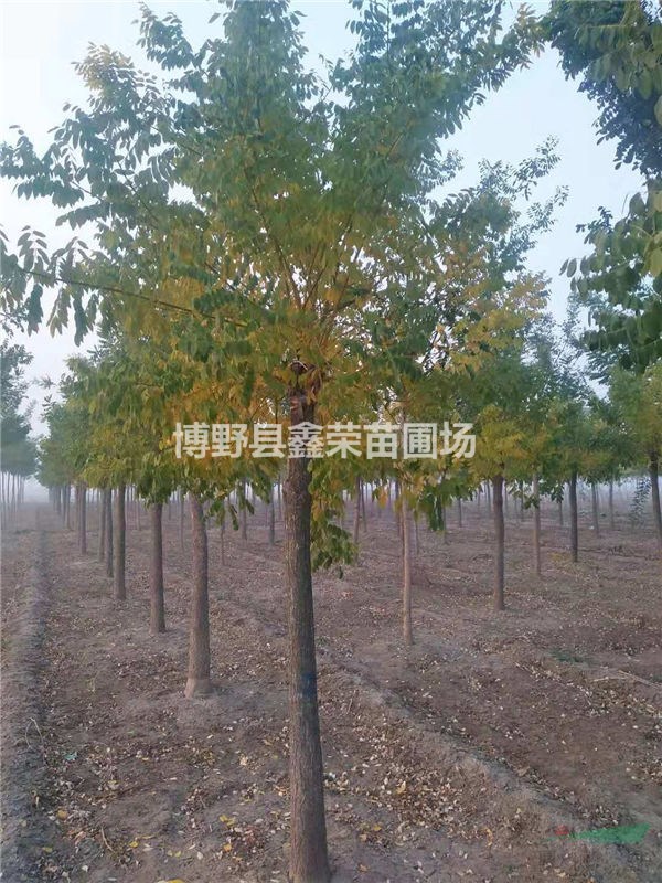 13公分金枝槐多少錢(qián)一株