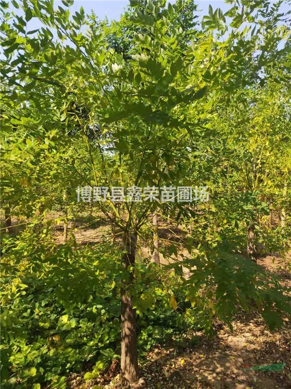 3公分金枝槐出售