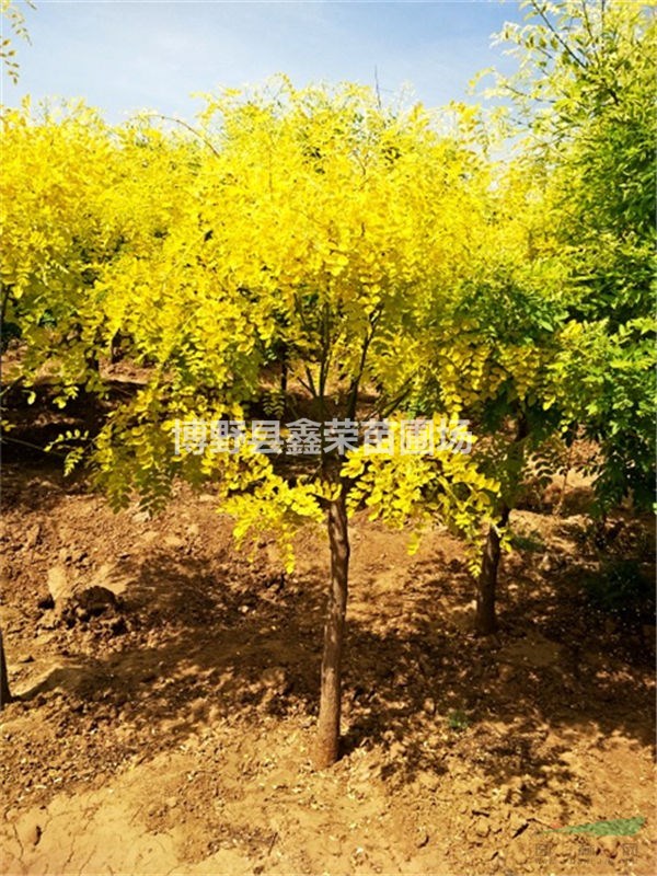 10公分金葉槐大量出售-價(jià)格咨詢