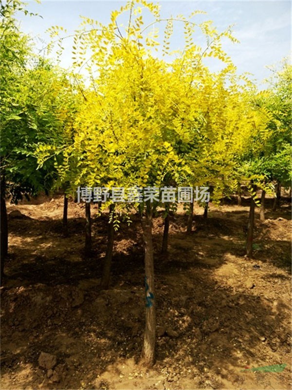 11公分金葉槐全新報(bào)價(jià)-優(yōu)惠價(jià)格