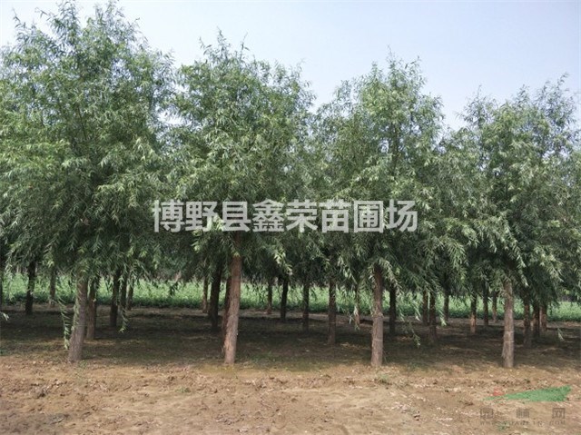 9公分饅頭柳什么價(jià)格