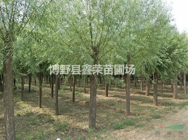 16公分饅頭柳大型種植基地