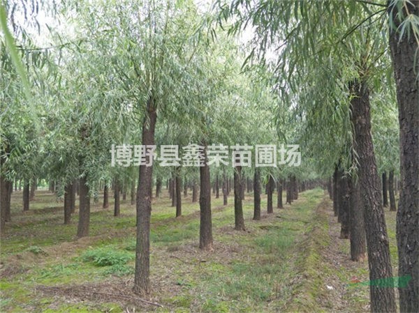9公分旱柳免費(fèi)技術(shù)指導(dǎo)