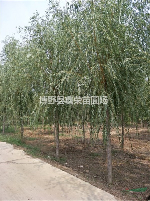 13公分垂柳價(jià)格表