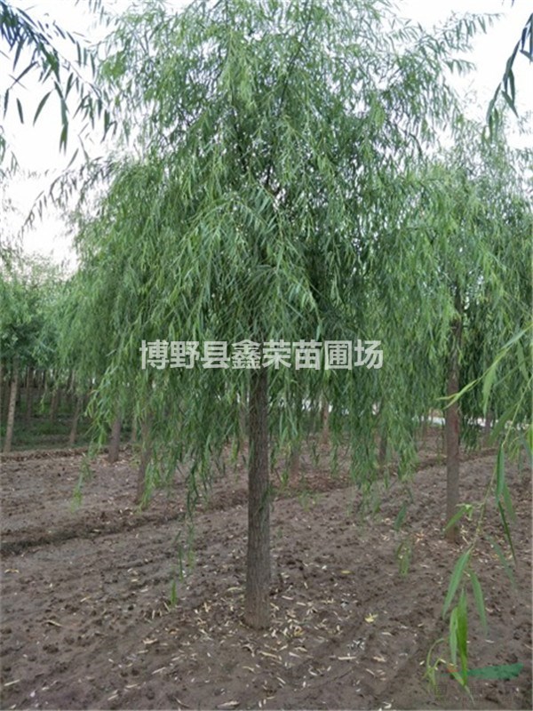 18公分垂柳多少錢