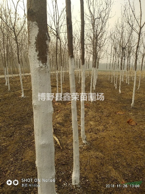 12公分欒樹基地圖片