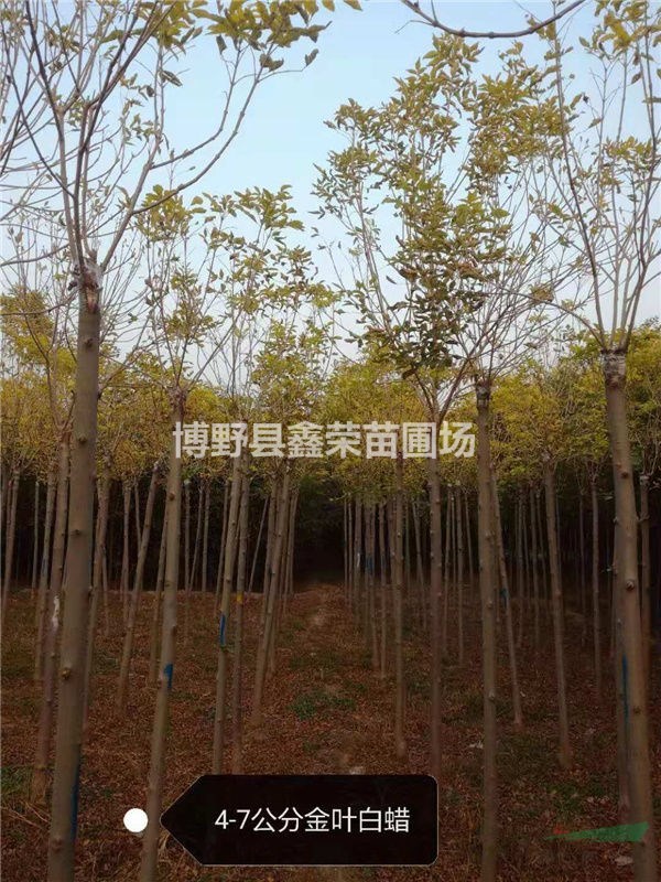 9公分白蠟量大價(jià)格低