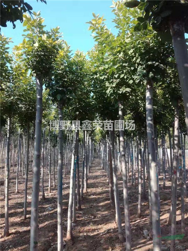 11公分白蠟市場(chǎng)報(bào)價(jià)