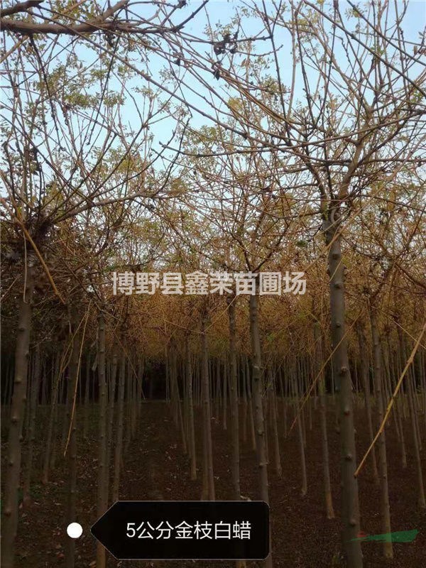 4公分白蠟價(jià)格