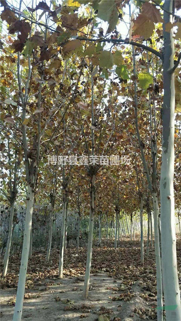 8公分法桐多少錢一株