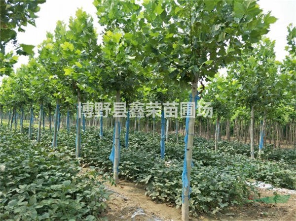 13公分法桐出售