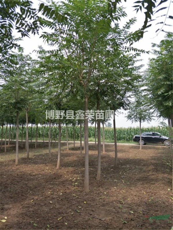 13公分千頭椿促銷價(jià)格