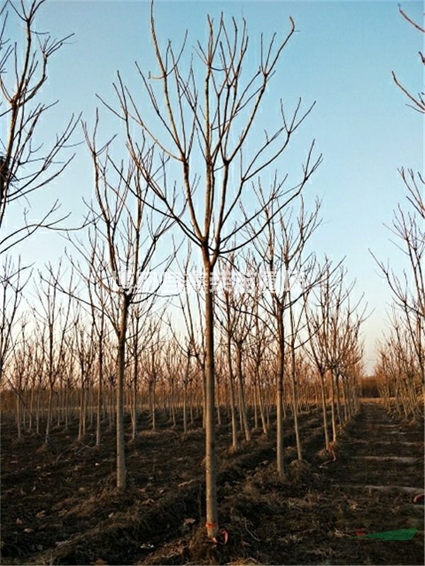 14公分千頭椿種植基地-生產(chǎn)基地