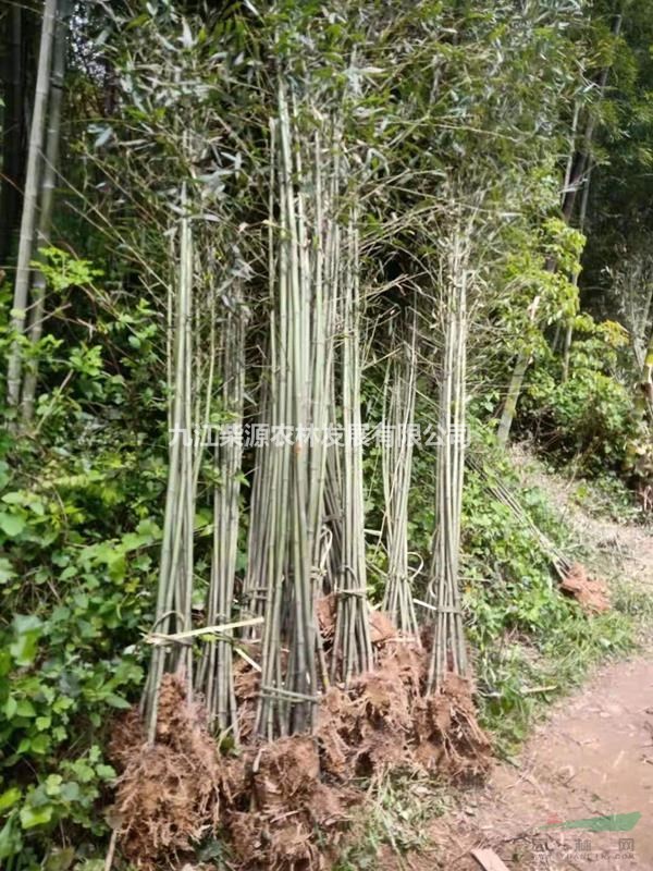 江西剛竹 基地叢生剛竹