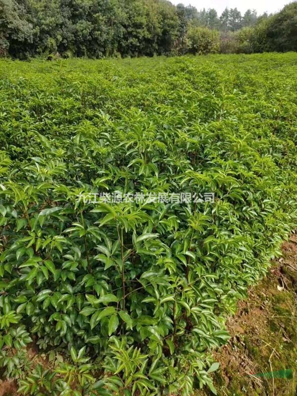 福建野鴨椿苗 雞眼睛 雞肫子 烏眼睛 雞腎果 花臭木 野鴨椿5公分