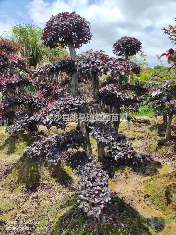 造型紅花繼木樁基地直銷，批量銷售，統(tǒng)一價(jià)800起步