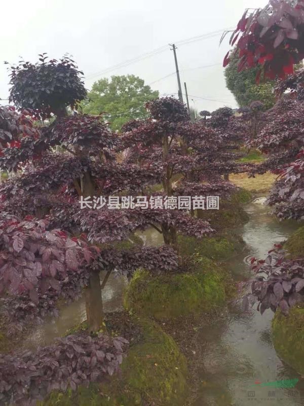 造型紅花繼木樁基地直銷，批量銷售，統(tǒng)一價(jià)800起步