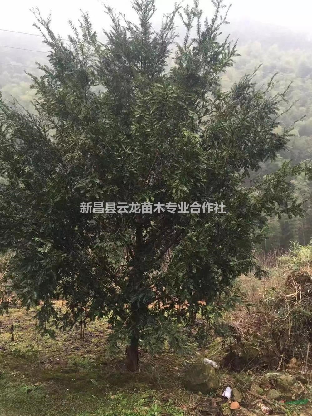 浙江紹興紅豆杉新報價/浙江紅豆杉種植基地