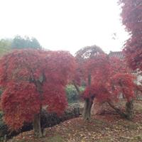 浙江紹興紅楓種植基地/浙江紅楓哪里便宜