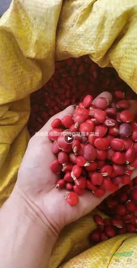 江西九江红豆种子价格优惠
