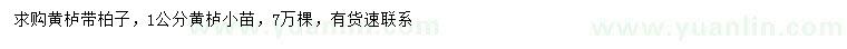 求購1公分黃櫨小苗