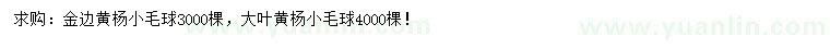 求購金邊黃楊球、大葉黃楊球